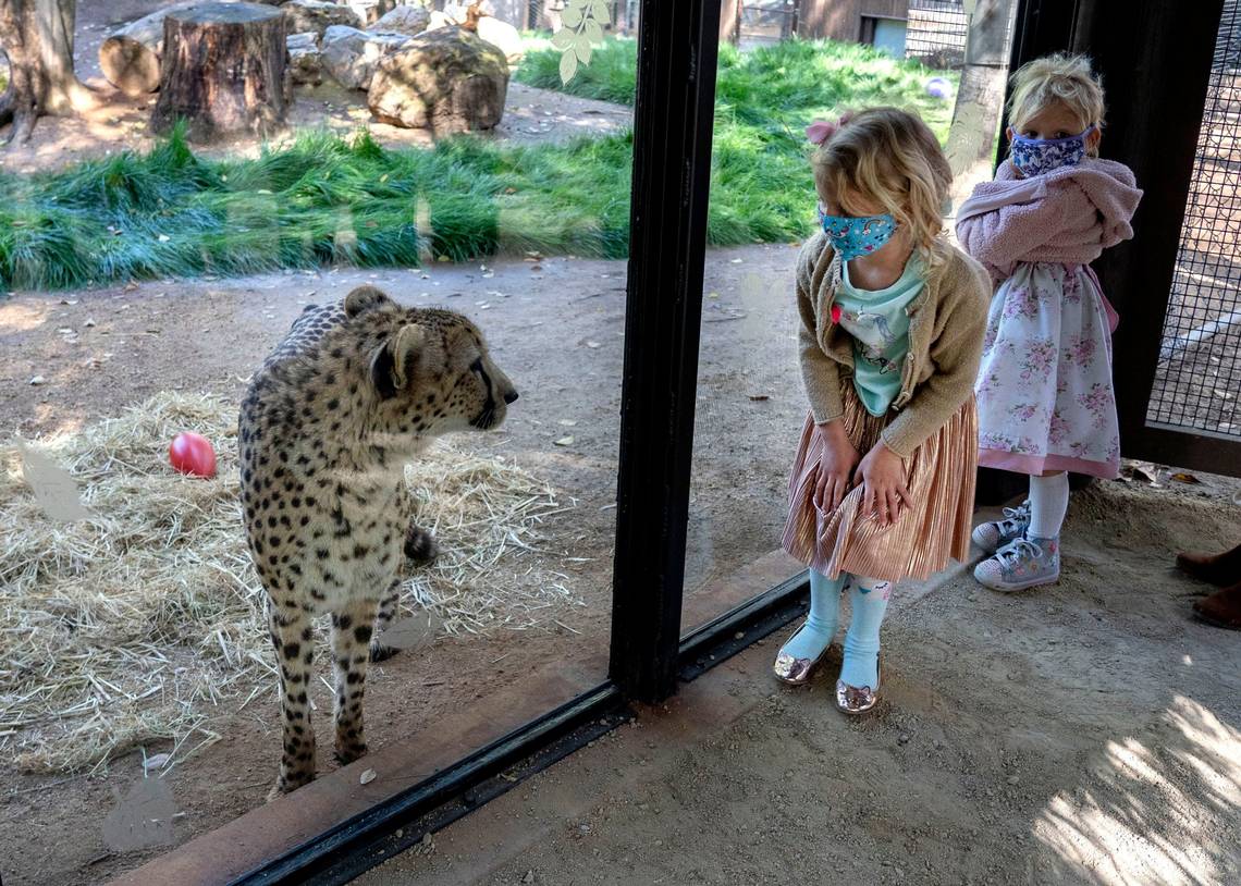 Teléfono Sacramento Zoo Atención al cliente Línea gratis 01800