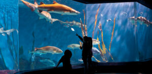 Acuario en Connecticut