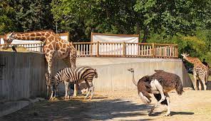 Zoologico en Charlotte NC