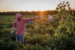 ayuda para campesinos en california